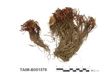 藏品(圓葉蘚屬)的圖片